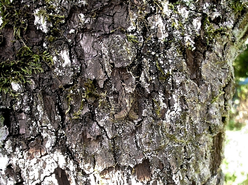 Peridea anceps, Notodontidae mimetico